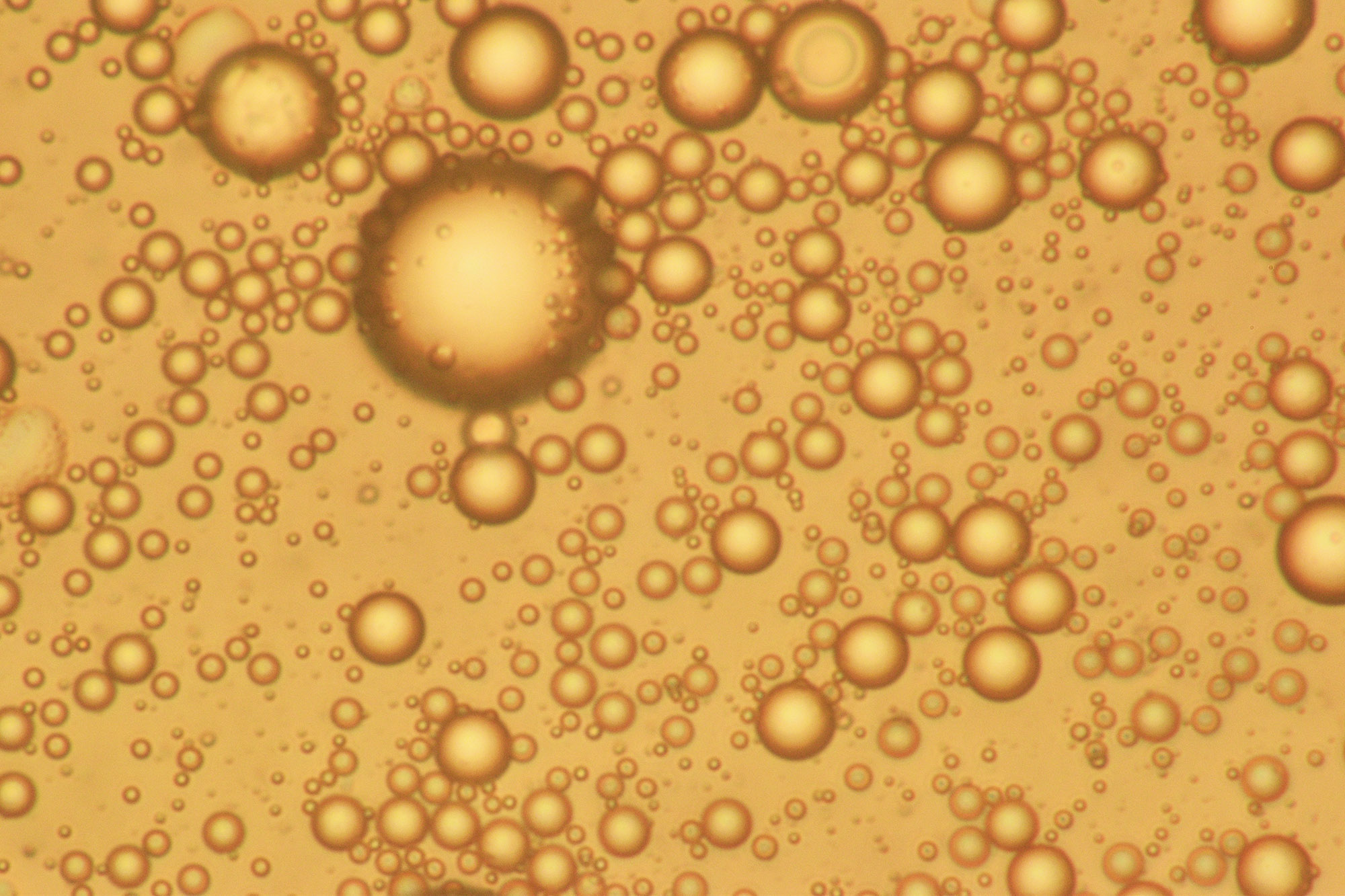 Microscope image of micrometric bubbles produced by mechanical agitation.